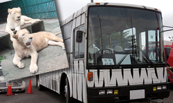 サファリパークツアー