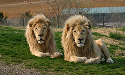 サファリパークツアー